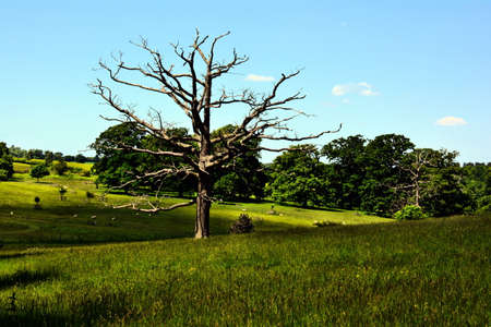 meadowの写真素材