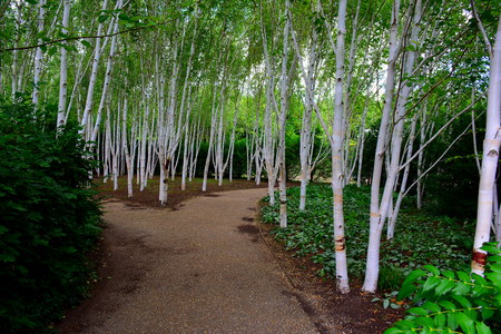 birch-treeの写真素材