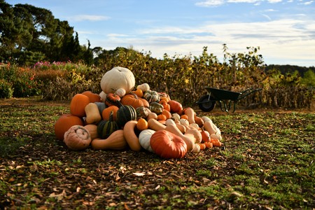 Pumpkins are ready for Hallowen timeの写真素材