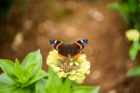 Many species of Gazania are a type of flowering plant of the Asteraceae family,の写真素材