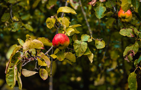 Red apples on a branch with green leaves in the autumn garden.の写真素材