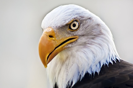 American Eagle Head Closeup