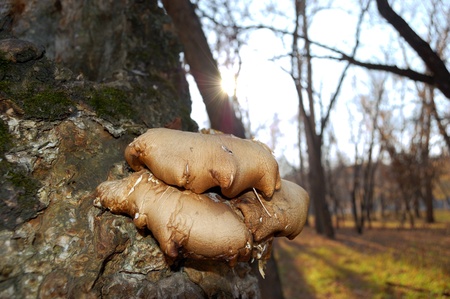 mushrooms on tree