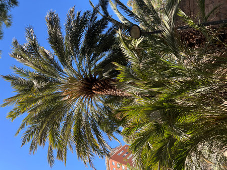 Lush Palm Tree Against a Clear Blue Sky in Urban Setting