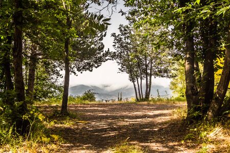 Mountains behind the cleft in the forest. ?Green forest path ending with a view of a far foggy mountainsの写真素材