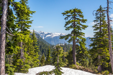 Gorgeous view on mountains through trees of covered with snow winter forestのeditorial素材