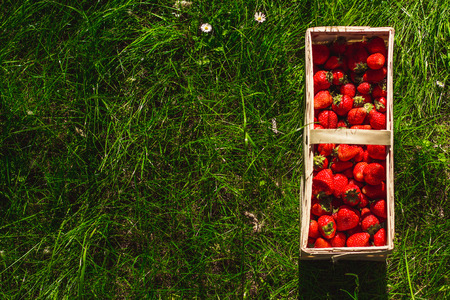 Strawberries on the green grassの写真素材