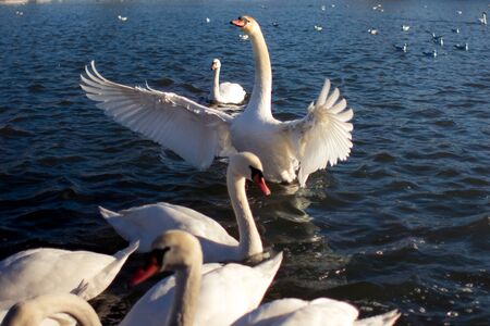 Swans in Krakowの写真素材