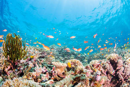 Coral Gardenの写真素材
