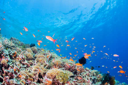 Coral Gardenの写真素材
