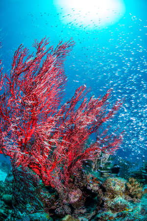 Luminous cardinalfishの写真素材