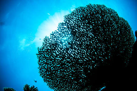 silhouette of coralの写真素材