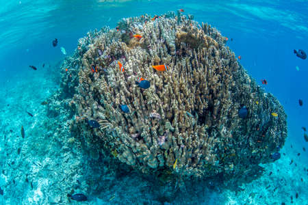 Colony of Anemonefishの写真素材