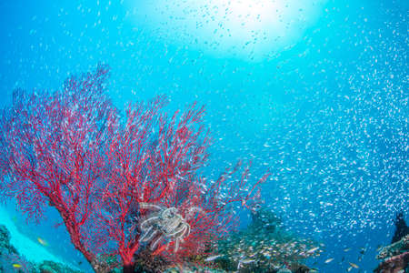 Luminous cardinalfishの写真素材