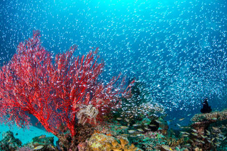 Luminous cardinalfishの写真素材