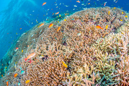 Coral Gardenの写真素材