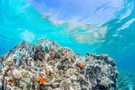 Colony of Anemonefishの写真素材