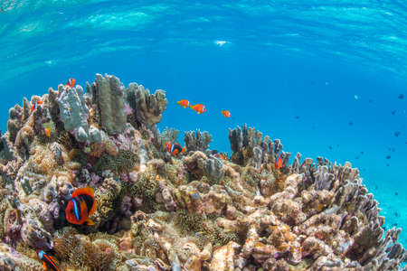 Colony of Anemonefishの写真素材