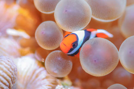 Anemonefishの写真素材