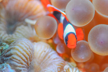 Anemonefishの写真素材