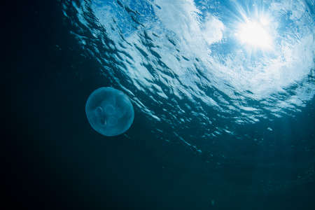 jellyfishの写真素材