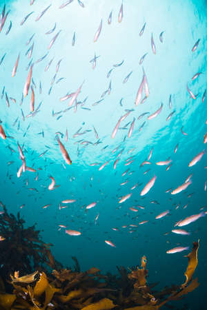 Seaweed and Fishesの写真素材