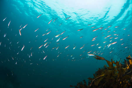 Seaweed and Fishesの写真素材