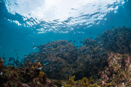 Seaweed and Fishesの写真素材