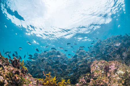 Seaweed and Fishesの写真素材