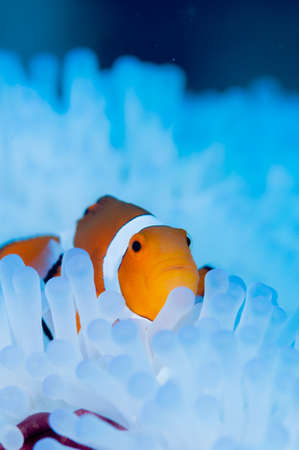 Anemonefish live in bleached sea anemoneの写真素材