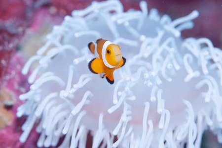 Clownfish live in bleached sea anemoneの写真素材
