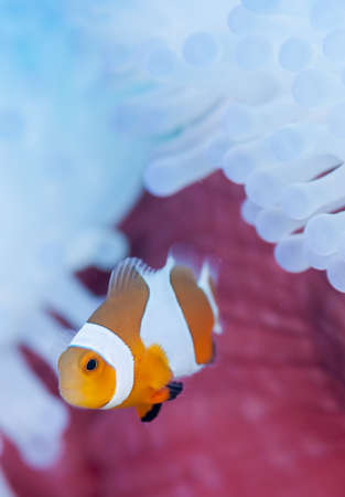 Clownfish live in bleached sea anemoneの写真素材