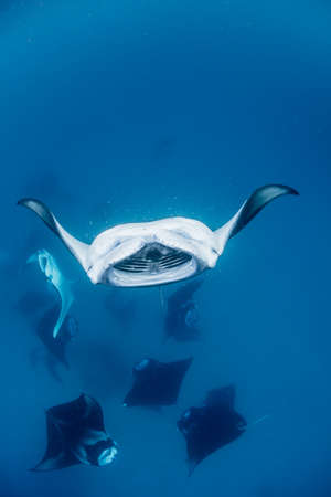School of Manta Rayの写真素材