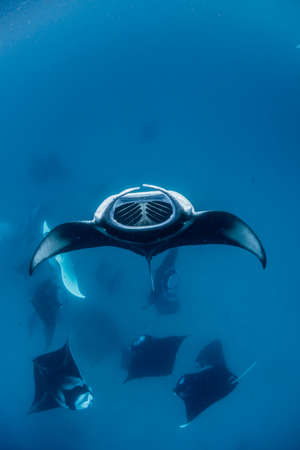 Manta Rayの写真素材