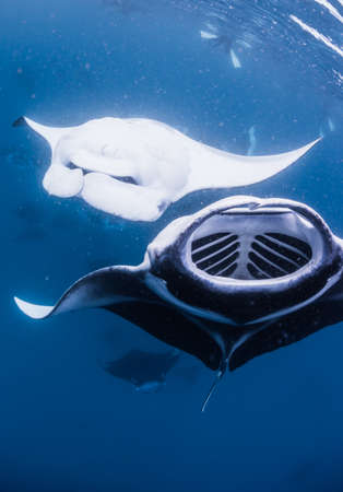 Manta Ray in Hanifaru Bayの写真素材