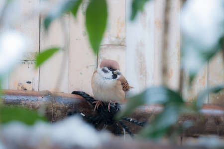 Snow and Sparrowの写真素材