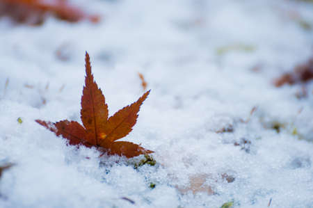 Autumn leaves and snowの写真素材