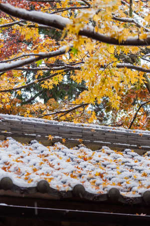 Autumn leaves and snowの写真素材
