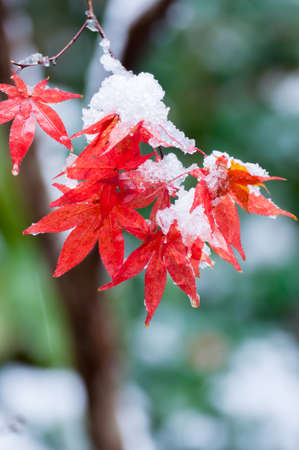 Autumn leaves and snowの写真素材