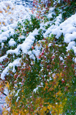 Autumn leaves and snowの写真素材