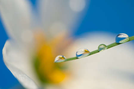Drop of water and flower backgroundの写真素材