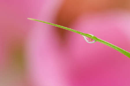 Drop of water and flower backgroundの写真素材