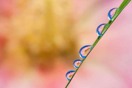Drop of water and flower backgroundの写真素材