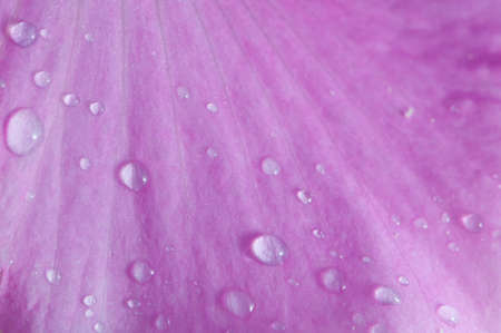 Drop of water and flower backgroundの写真素材