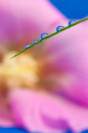 Drop of water and flower backgroundの写真素材