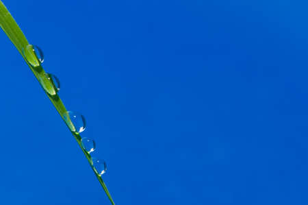 Drop of water and flower backgroundの写真素材