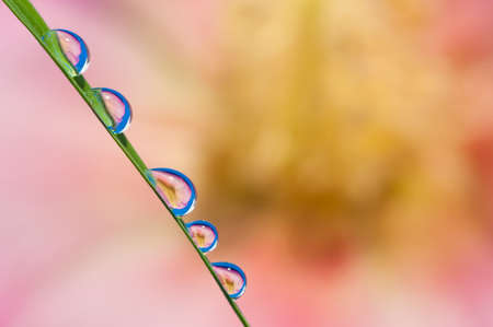 Drop of water and flower backgroundの写真素材