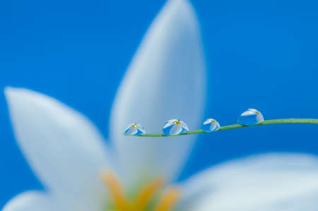 Drop of water and flower backgroundの写真素材