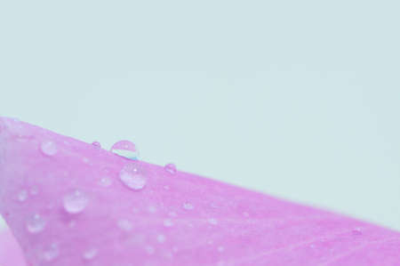 Drop of water and flower backgroundの写真素材