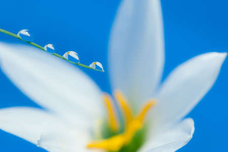 Drop of water and flower backgroundの写真素材